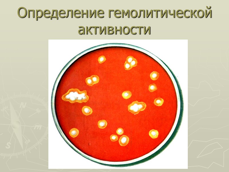 Определение гемолитической активности
